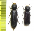 Bostrichidae sp.  South Africa Rep. - INSECTS-STORE.RU