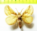 Lasiocampidae sp.?  Honduras - INSECTS-STORE.RU