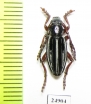 Dorcadion seminudum  Armenia - INSECTS-STORE.RU