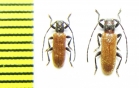Anaesthetis testacea  Russia, Vladimir reg. - INSECTS-STORE.RU