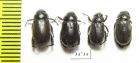 Rutelinae sp.  Ethiopia - INSECTS-STORE.RU