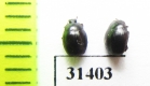 Dendrophilus pygmaeus  Russia, Tver reg. - INSECTS-STORE.RU