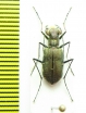 Calomera funerea  Thailand - INSECTS-STORE.RU