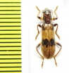 Cleridae sp. Laos - INSECTS-STORE.RU