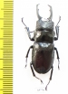 Odontolabis hamjahi  Indonesia, Sulawesi  36mm - INSECTS-STORE.RU