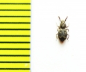 Corticus brevipennis  Abkhazia - INSECTS-STORE.RU