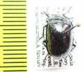 Tenebrionidae sp.  India - INSECTS-STORE.RU