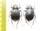 Platyesia karelini, pair  Uzbekistan - INSECTS-STORE.RU