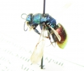 Chrysididae sp.  Russia, Far East - INSECTS-STORE.RU