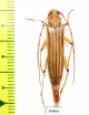 Malacopterus sp.  Peru - INSECTS-STORE.RU