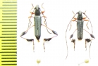 Coremia bruchi, pair  Argentina - INSECTS-STORE.RU