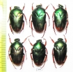 Lomaptera sp.  Indonesia, Misool isl. - INSECTS-STORE.RU