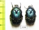 Cetonia aurata pisana  France - INSECTS-STORE.RU
