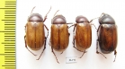 Melolonthinae sp.  Thailand - INSECTS-STORE.RU