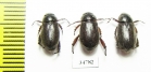 Rutelinae sp.  Ethiopia - INSECTS-STORE.RU