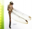 Odonata sp.  Panama - INSECTS-STORE.RU