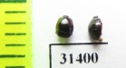 Myrmetes piceus  Russia, Tver reg. - INSECTS-STORE.RU