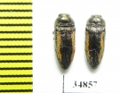 Acmaeodera flavolineata  Turkey - INSECTS-STORE.RU
