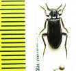 Melandrya ? dubia  Russia, Far East - INSECTS-STORE.RU