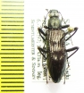 Tenebrionidae sp.  India - INSECTS-STORE.RU