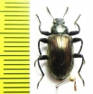 Tenebrionidae sp.  Indonesia, Sulawesi - INSECTS-STORE.RU