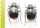 Platyesia karelini  Uzbekistan - INSECTS-STORE.RU