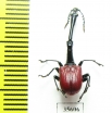 Trachelophorus giraffa  Madagascar - INSECTS-STORE.RU