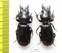 Scarites bucida  Kazakhstan - INSECTS-STORE.RU