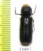 Bostrichidae sp.  South Africa Rep. - INSECTS-STORE.RU