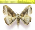 Lasiocampidae sp.?  Malaysia - INSECTS-STORE.RU