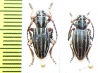 Dorcadion septemlineatum, pair  Turkey - INSECTS-STORE.RU
