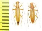 Cerambycidae sp., pair  Ecuador - INSECTS-STORE.RU