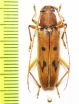Achryson surinamum  Peru - INSECTS-STORE.RU