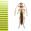 Odontocera sanguinolenta  Argentina - INSECTS-STORE.RU