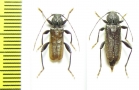 Callidium coriaceum, pair  Russia, Tver reg. - INSECTS-STORE.RU
