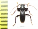 Drymochares starcki starcki  Russia, Krasnodar reg. - INSECTS-STORE.RU