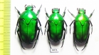 Cetoniinae sp.  Indonesia, Aru isl. - INSECTS-STORE.RU