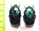 Cetonia aurata pisana  France - INSECTS-STORE.RU