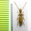 Anophthalmus ravasinii ravasinii  Slovenia - INSECTS-STORE.RU