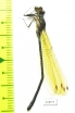Odonata sp.  Panama - INSECTS-STORE.RU