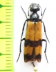 Meloidae sp.  Armenia - INSECTS-STORE.RU