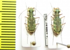 Myriochila sp.  Congo - INSECTS-STORE.RU