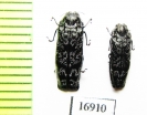 Coraebus spathatus  Laos - INSECTS-STORE.RU