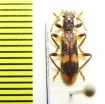 Opilo mollis  Czech Rep. - INSECTS-STORE.RU
