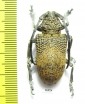 Cerambycidae sp.  South Africa Rep. - INSECTS-STORE.RU