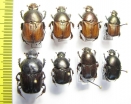 Onitis sp.  South Africa Rep., Gabon - INSECTS-STORE.RU