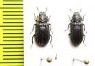 Tenebrionidae sp.  Indonesia, Sulawesi - INSECTS-STORE.RU