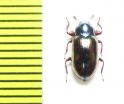 Tenebrionidae sp.  Malaysia - INSECTS-STORE.RU