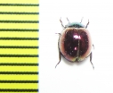 Tenebrionidae sp.  Malaysia, Borneo - INSECTS-STORE.RU