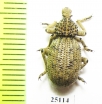 Brachyceridae sp.5  South Africa Rep. - INSECTS-STORE.RU